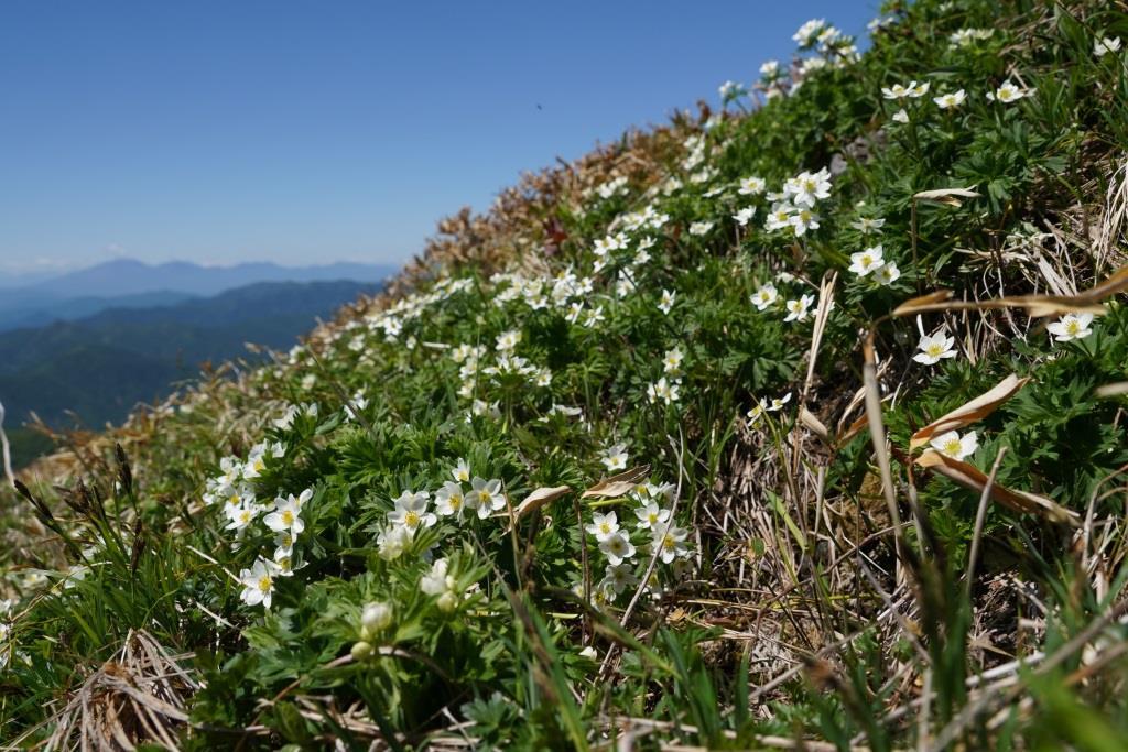 2019/6/13 『平標山～仙ノ倉山』花いっぱいの稜線歩き＆嬉しいバッタリ_a0340812_08220724.jpg