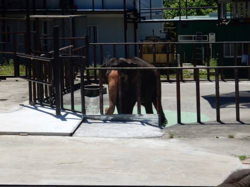 市原ぞうの国　2019年6月　♡ミニスター♡_d0281322_16273825.jpg