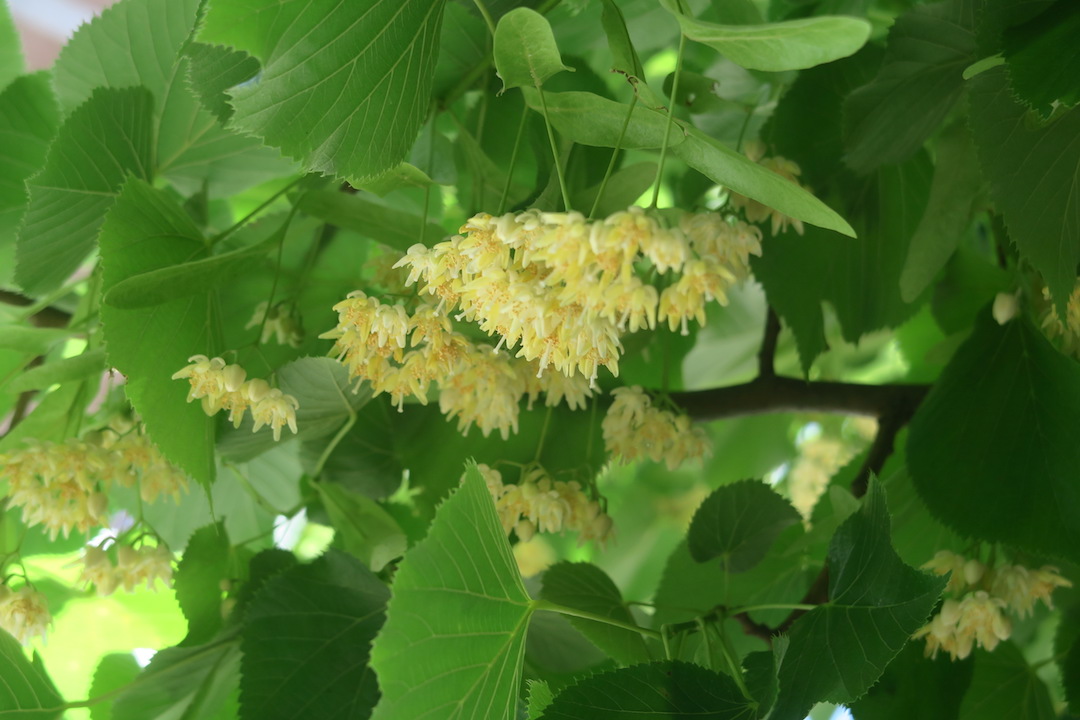 菩提樹の黄色い花と花粉症_f0234936_7203336.jpg