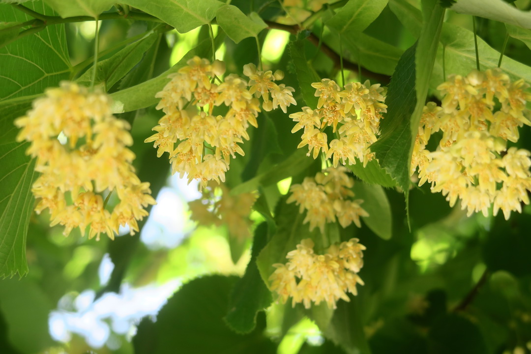 菩提樹の黄色い花と花粉症_f0234936_7241950.jpg