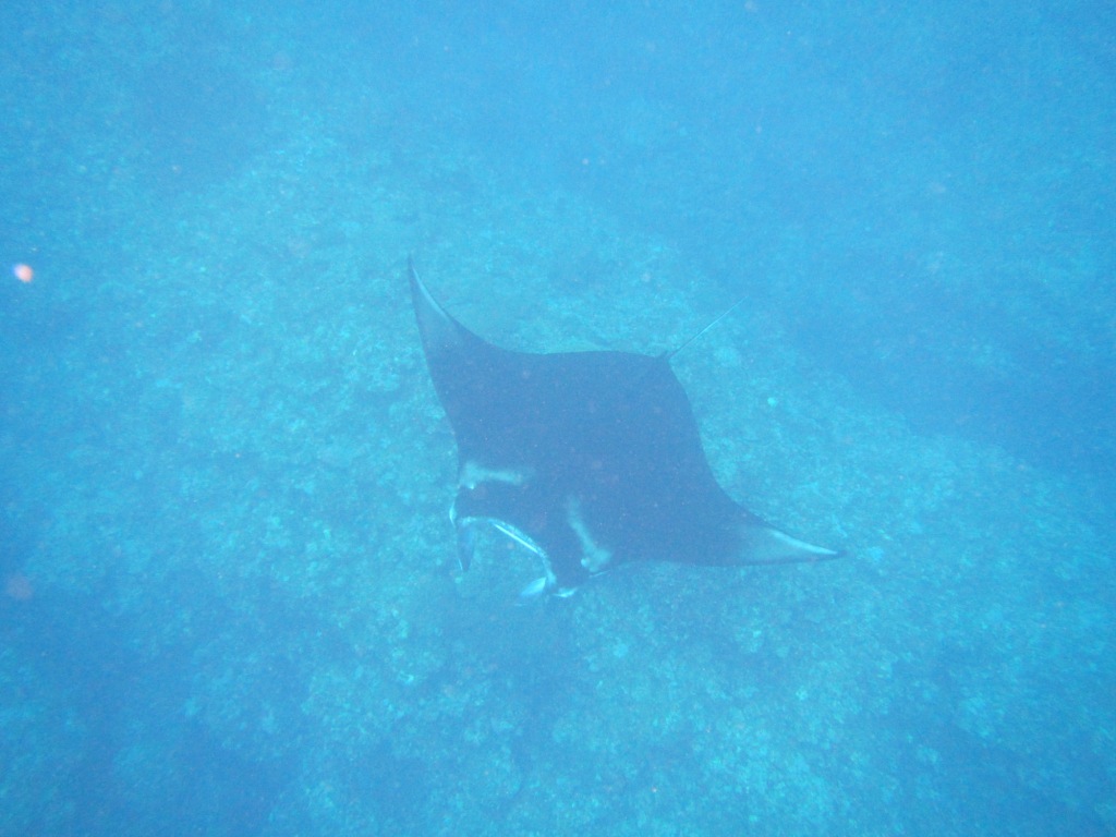 ウミガメとマンタに会えましたヨ~\(^o^)/_a0189838_21235838.jpg