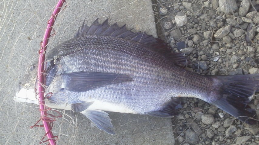 ツブの釣りはいいね”_b0342642_11323262.jpg