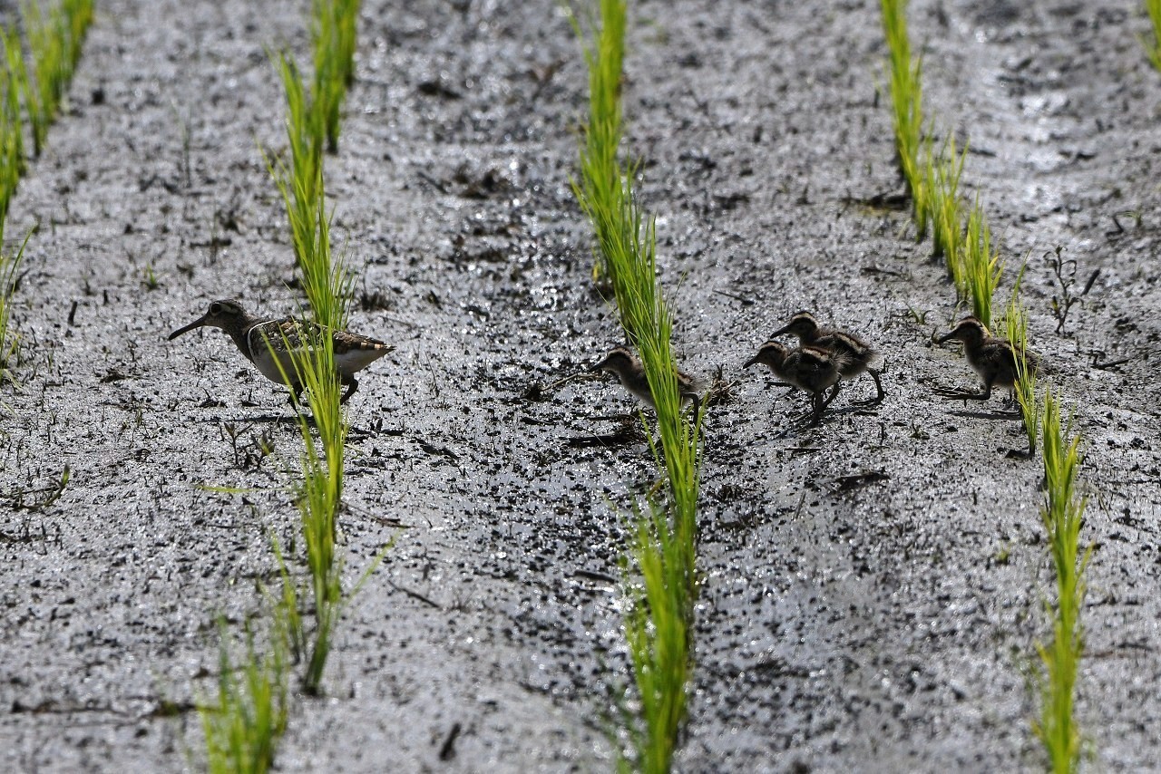 c0233349_11475393.jpg