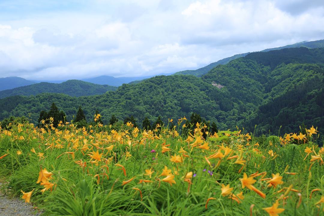 白山高山植物園・後編_e0403850_17535007.jpg