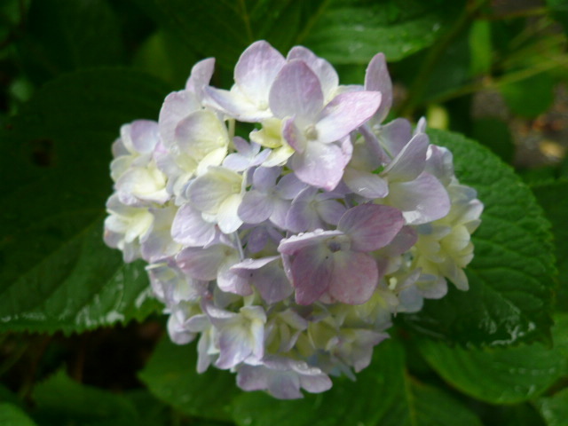 c0043055_15120769.jpg