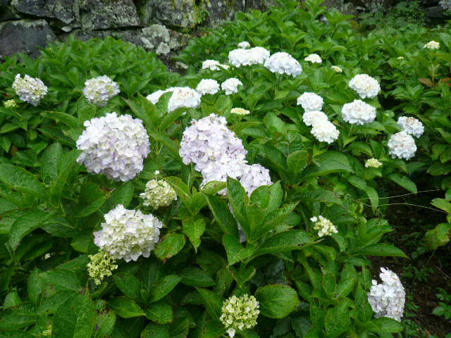 c0043055_15124410.jpg
