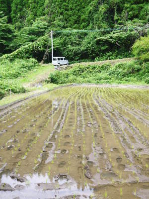 米作りの挑戦(2019) 田植え(後編:田植え機での田植えと補植)_a0254656_18141039.jpg