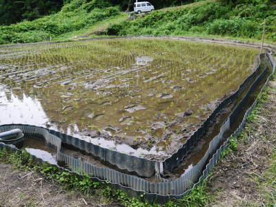米作りの挑戦(2021)　田植え　6月9日に田植えを終えました！(後編：田植えと補植)_a0254656_18190358.jpg