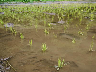 米作りの挑戦(2019) 田植え(後編:田植え機での田植えと補植)_a0254656_18222674.jpg