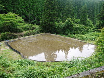 米作りの挑戦(2019) 田植え(後編:田植え機での田植えと補植)_a0254656_18243831.jpg