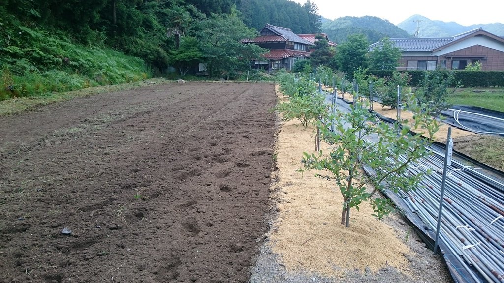 次期ブルーベリー露地植え用地の準備 初めてのブルーベリー栽培記 次期ブルーベリー露地植え用地の準備 初めてのブルーベリー栽培記