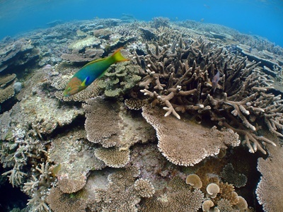 「The coral reef in Saneku」_b0033573_21485452.jpg