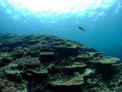 「The coral reef in Saneku」_b0033573_21491201.jpg