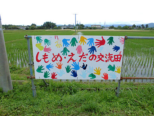 6月12日の田んぼ(下目黒小・枝野小) _d0247484_1372150.jpg