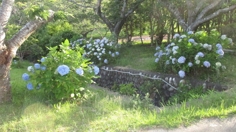 あじさい_d0389085_09451887.jpg