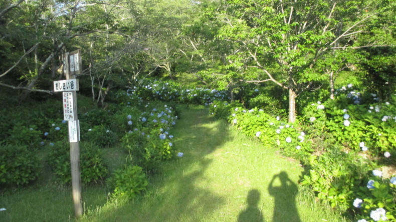 あじさい_d0389085_09461120.jpg