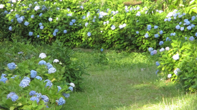 あじさい_d0389085_09462324.jpg