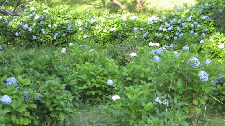 あじさい_d0389085_09463216.jpg