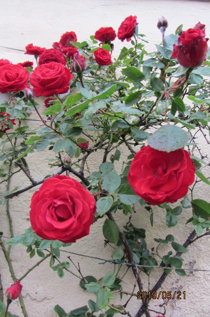 a0176188_08071705.jpg