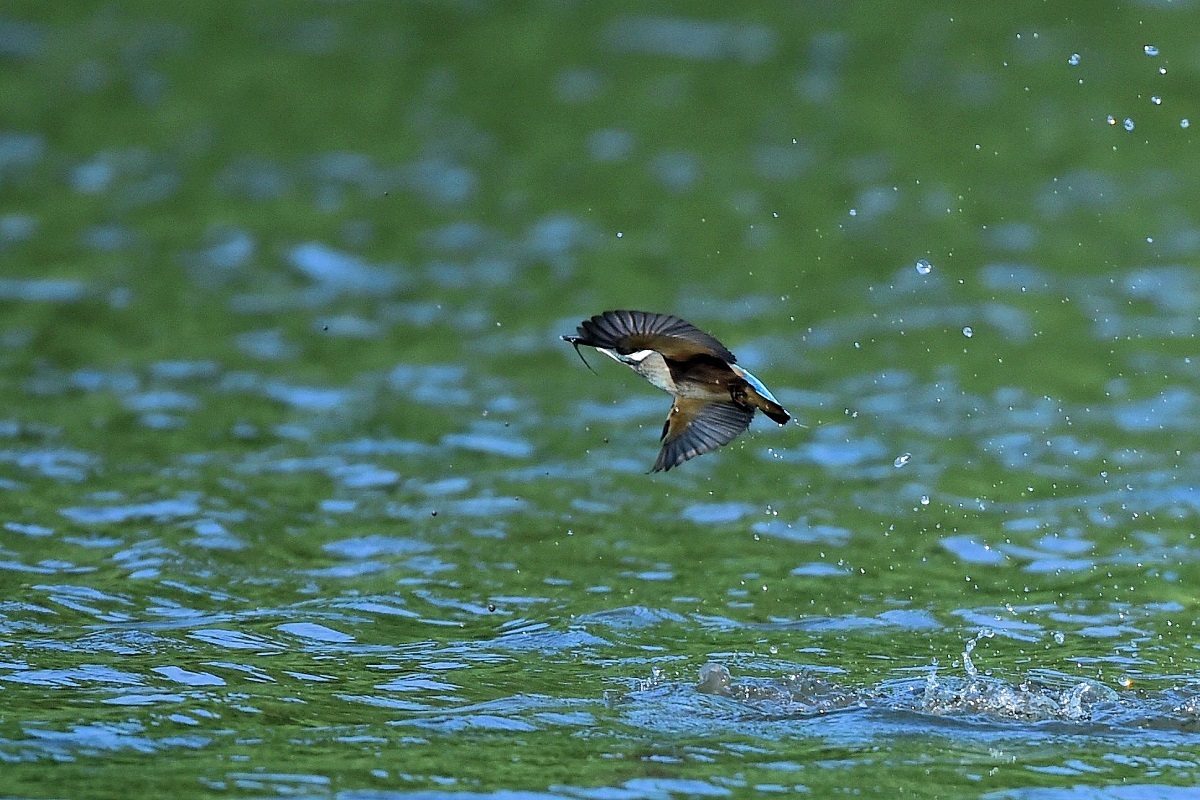 カワセミ幼鳥の採餌_c0144588_23131415.jpg