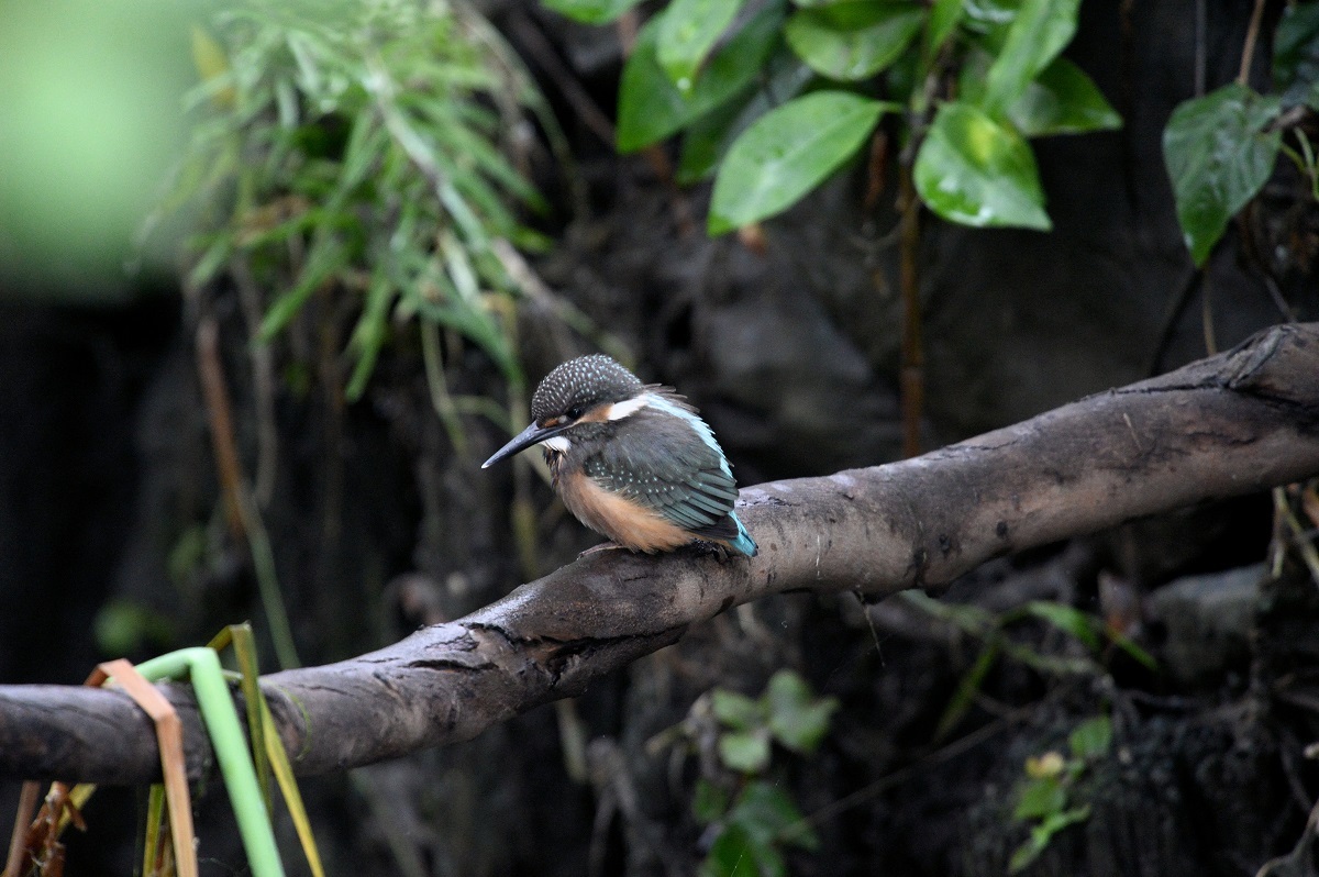 カワセミ幼鳥の採餌_c0144588_23284102.jpg