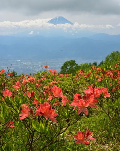 ２０１９年６月１８日（火）山梨県甘利山_f0375202_17034290.jpg