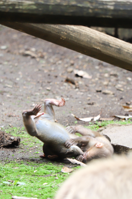 よこはま動物園ズーラシア　２０１９年６月１２日_e0398403_21141728.jpg