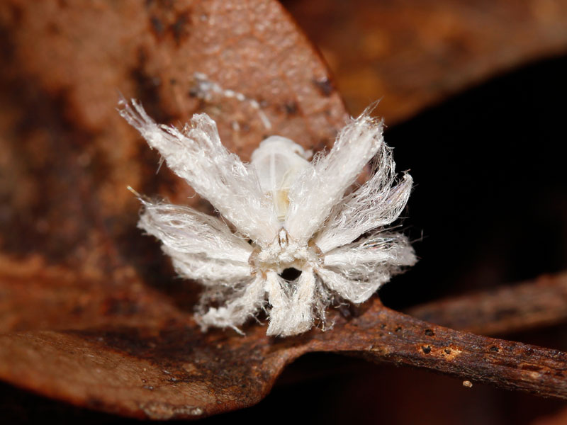 白いふわふわとしたものをお尻 に着けた虫 昆虫ブログ むし探検広場