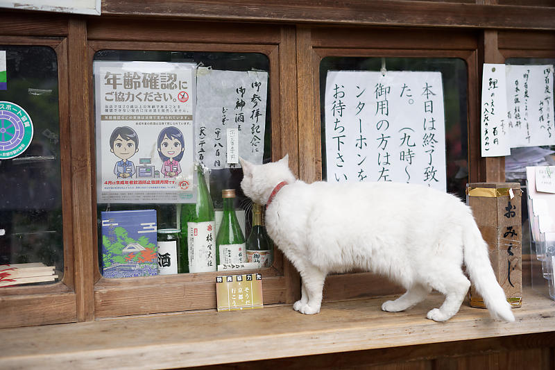 町角ニャンコ・梅宮大社のニャンコ達_f0032011_21434527.jpg