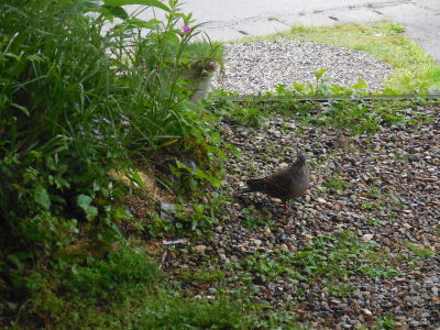6月17日_f0210811_22200101.jpg