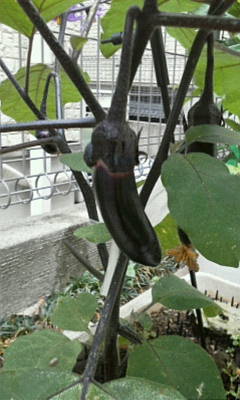 c0074721_15540570.jpg