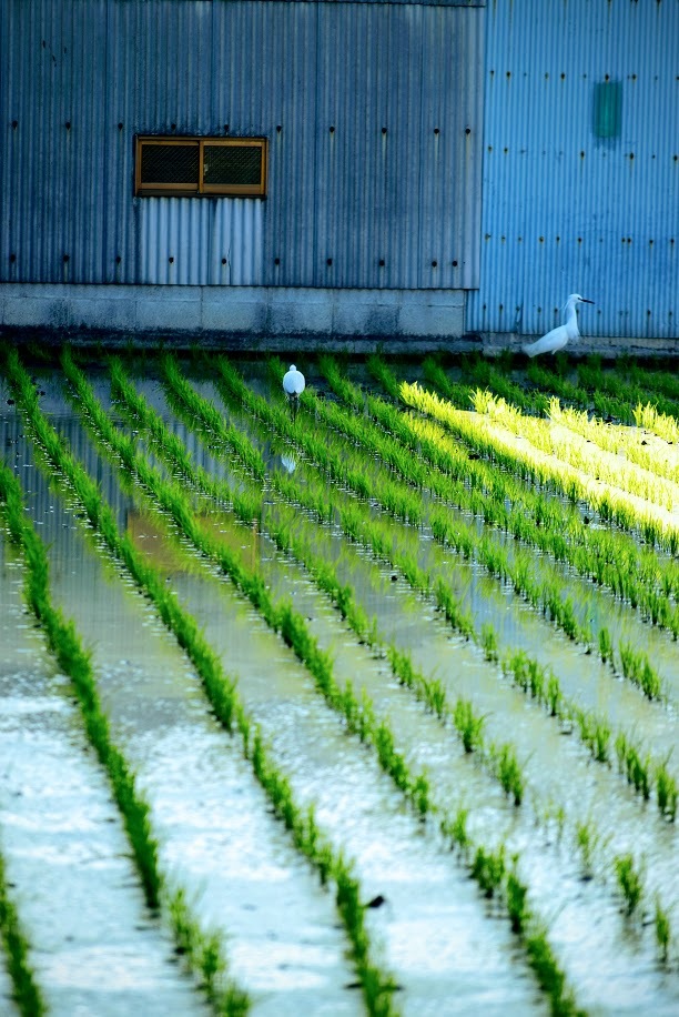 田植えの季節_f0340921_18185724.jpg