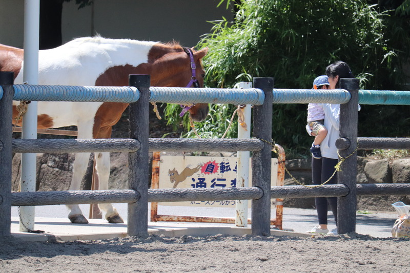 葛飾区ポニースクール厩舎前で涼むポニー達。_a0214329_1421185.jpg