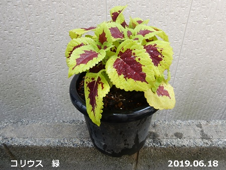e0033229_18574633.jpg