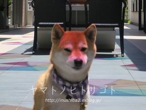 お色直し_e0394031_06163571.jpg