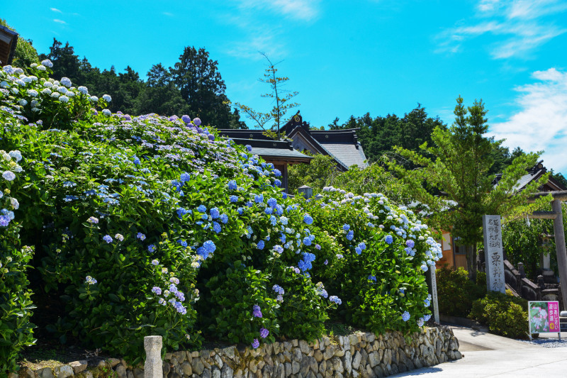 粟井神社 2019 アジサイの神社_d0246136_19030061.jpg
