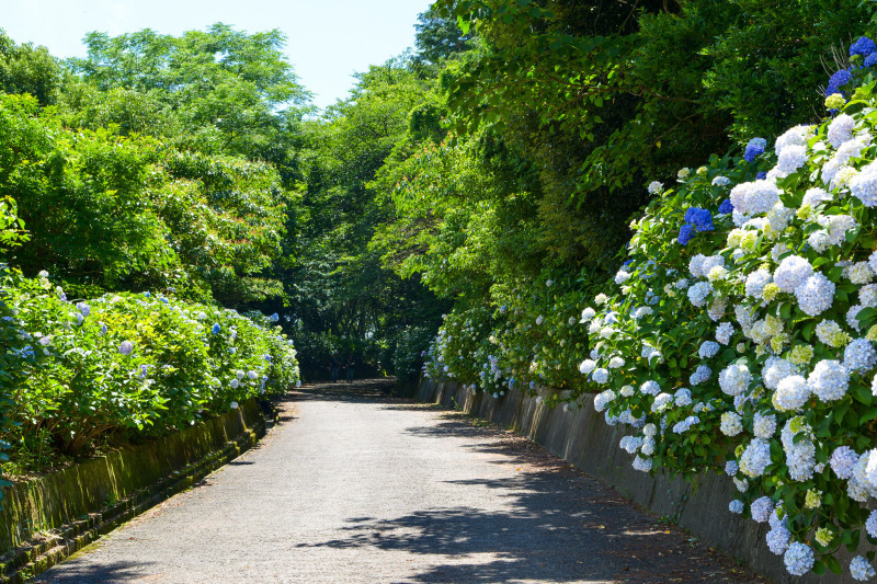 粟井神社 2019 アジサイの神社_d0246136_19031292.jpg