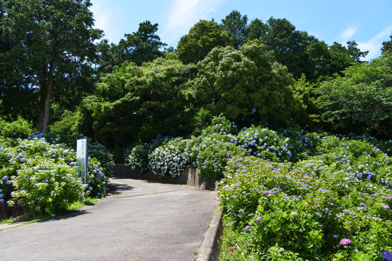 粟井神社 2019 アジサイの神社_d0246136_19031787.jpg