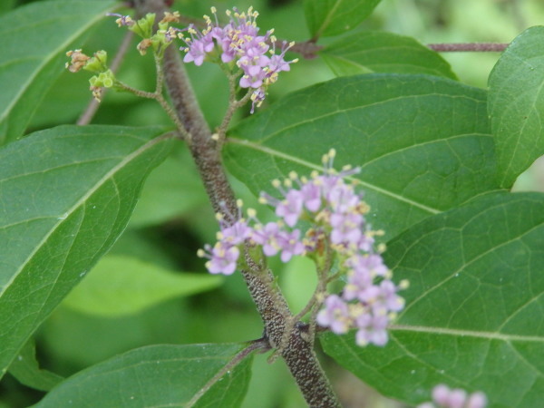 a0054240_20590118.jpg
