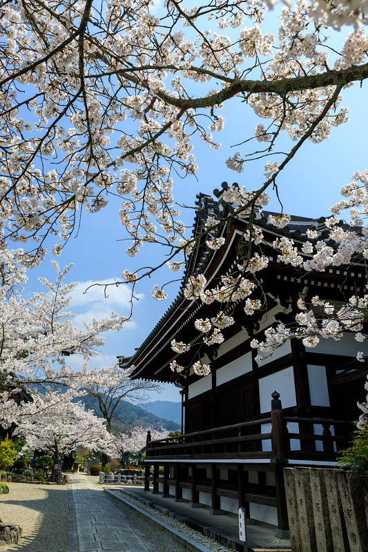 桜咲く奈良2019　橘寺の春_f0155048_2352022.jpg