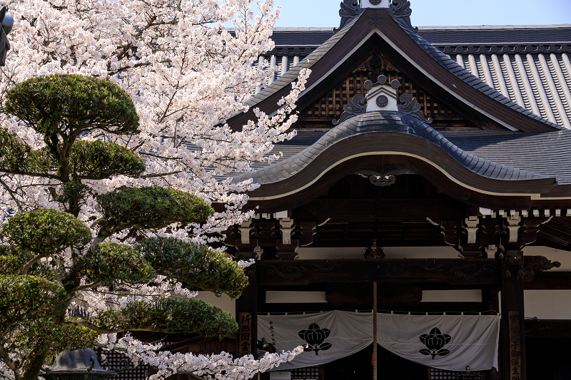 桜咲く奈良2019　橘寺の春_f0155048_23525970.jpg