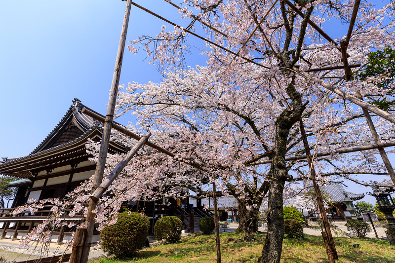 桜咲く奈良2019　橘寺の春_f0155048_23531263.jpg