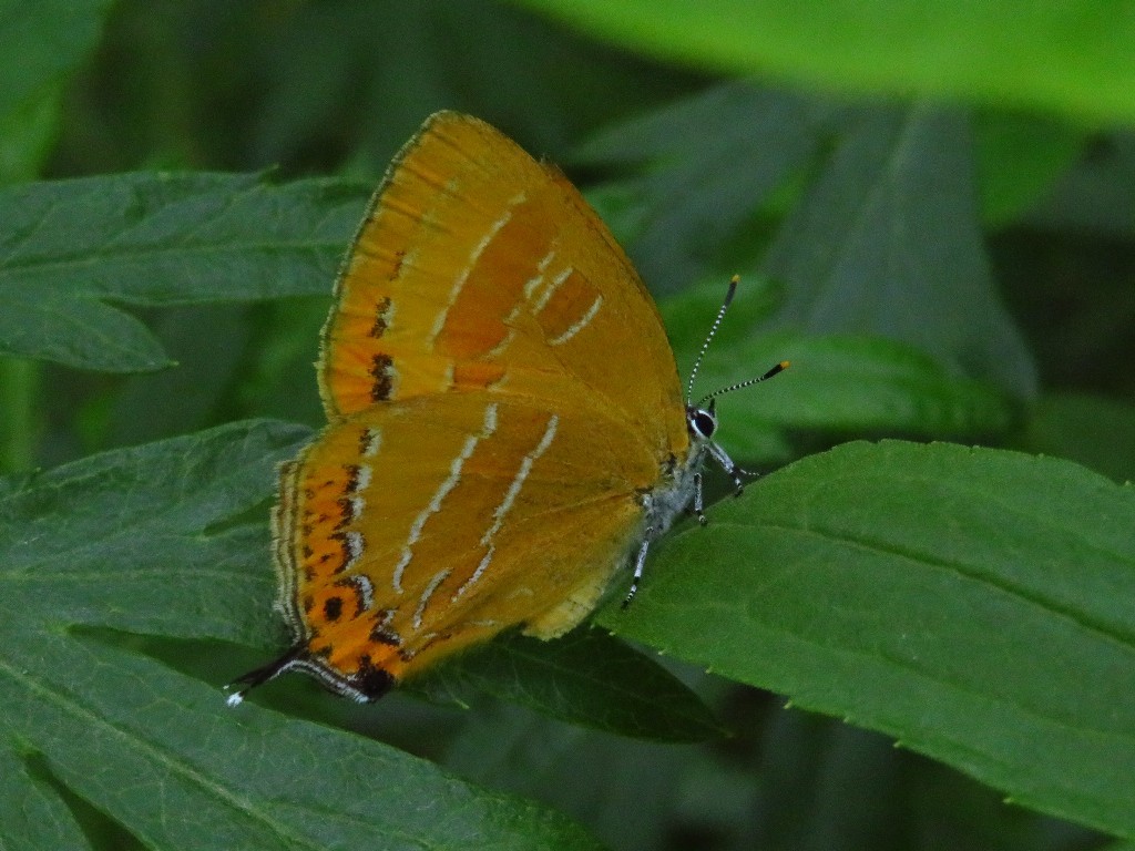 a0018655_08454614.jpg