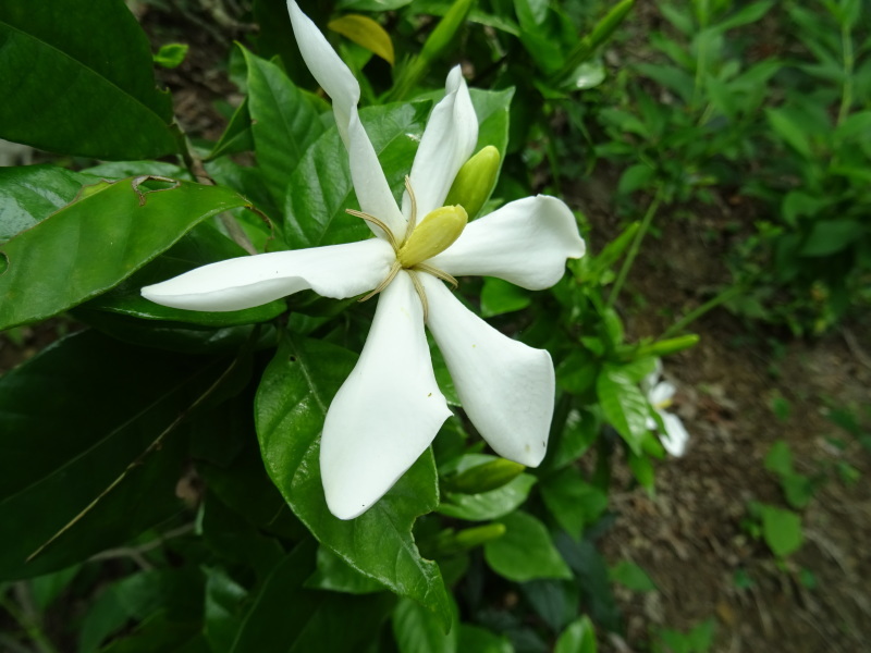 階段補修・草刈り・間伐等里山作業の継続・・・孝子の森_c0108460_18345974.jpg