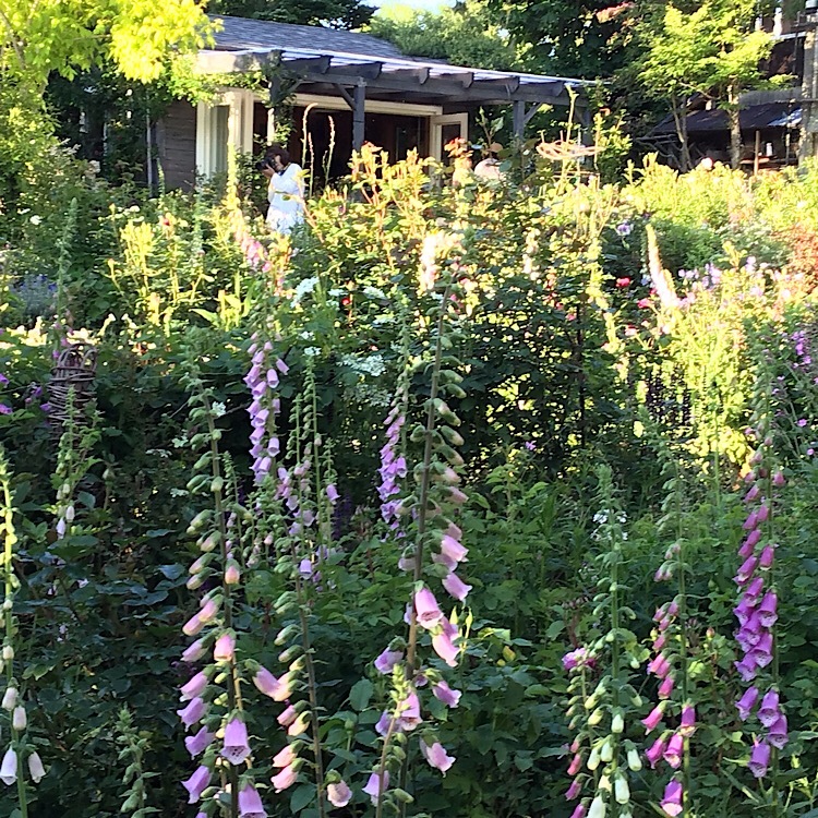 ジギタリスとアストランティアと咲き出したバラ 花のある暮らし