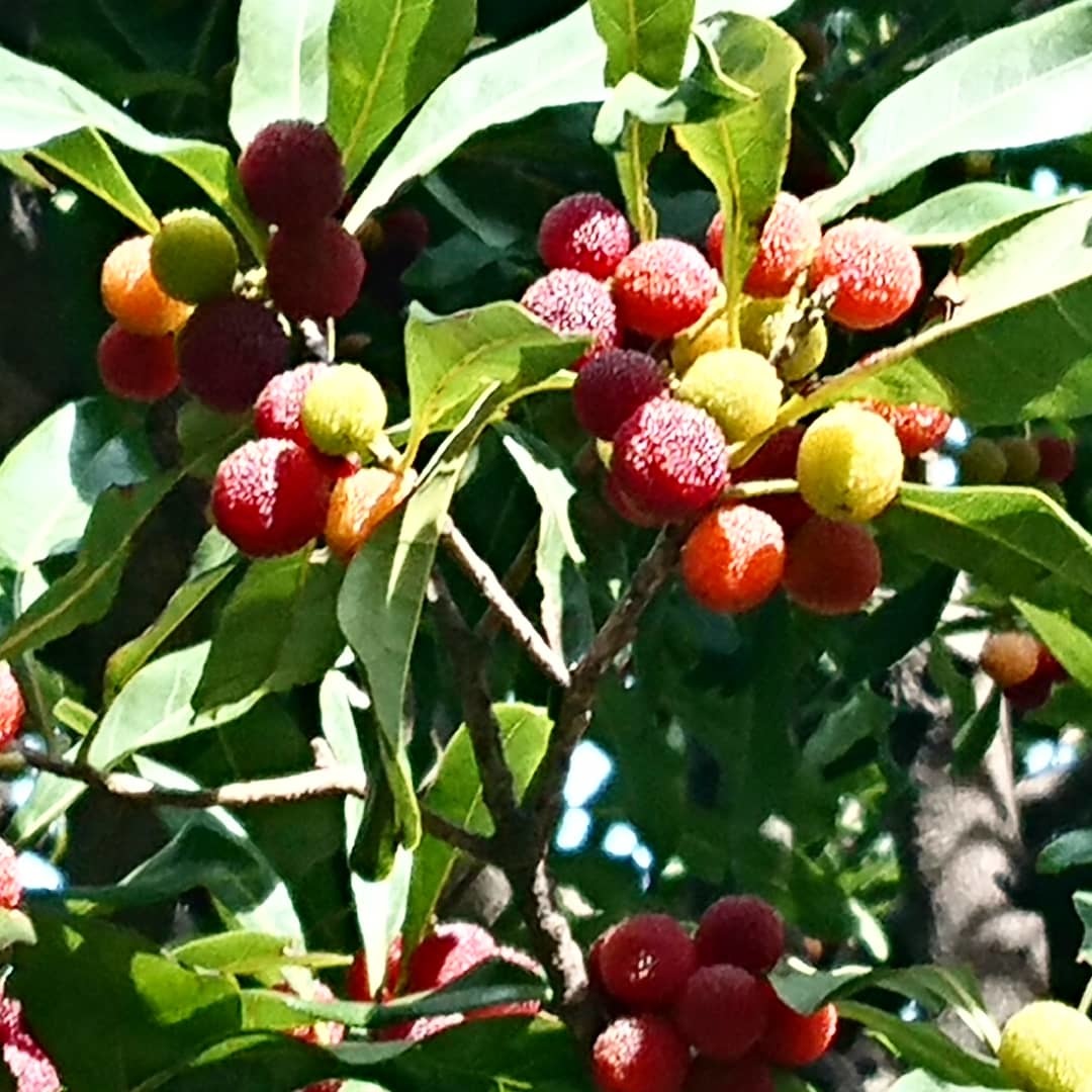 c0100865_05532813.jpg