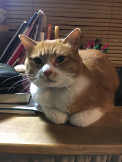 とことん邪魔する猫_f0363168_21064472.png
