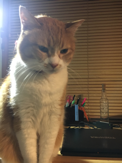 とことん邪魔する猫_f0363168_21085585.png