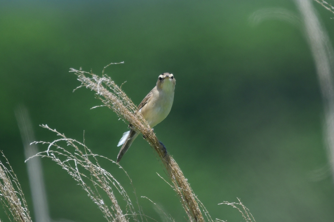 高原のコヨシキリ_f0053272_20520302.jpg