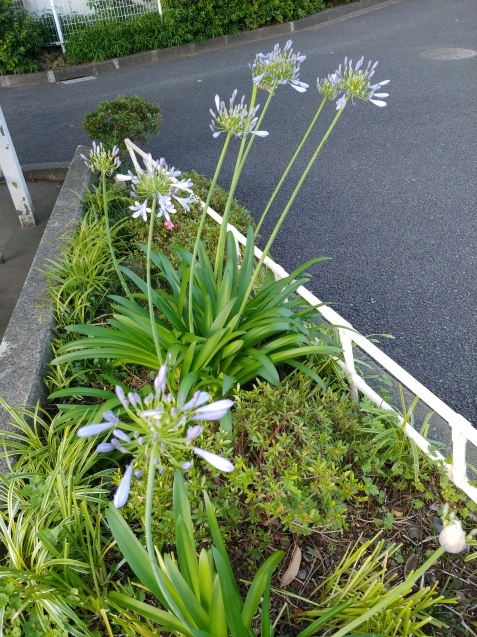 アガパンサス?とチャイロ(野良)ちやん_c0162773_13372609.jpg
